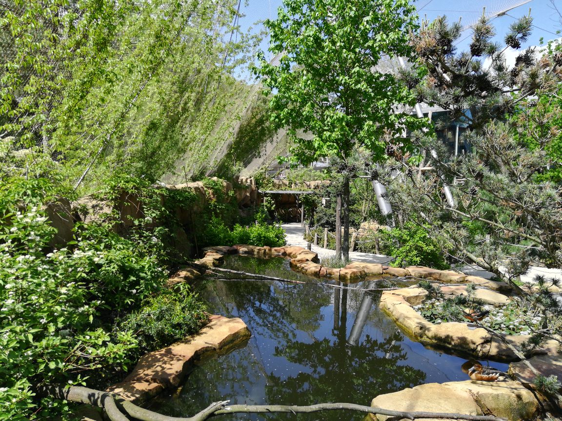 Buffalo aviary - duck pond and visitor path