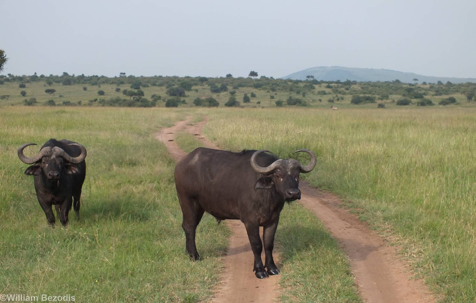Buffalo Blocking the Road- Maasai Mara