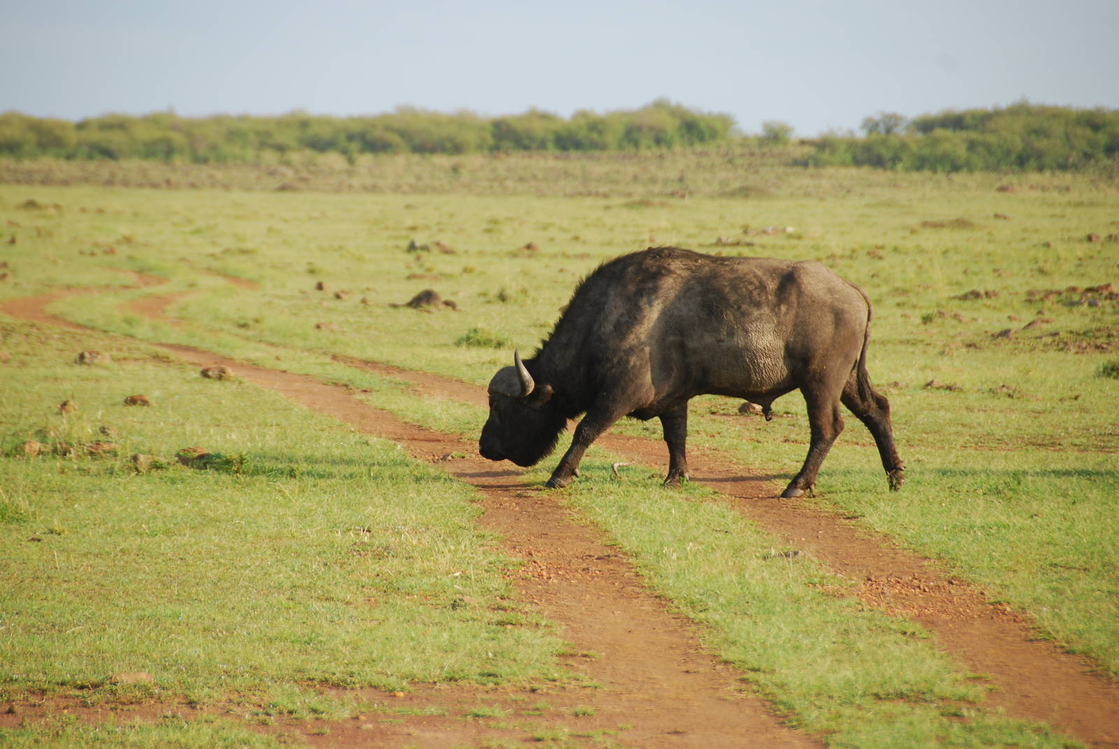 Buffalo Crossing - Masai Mara NR