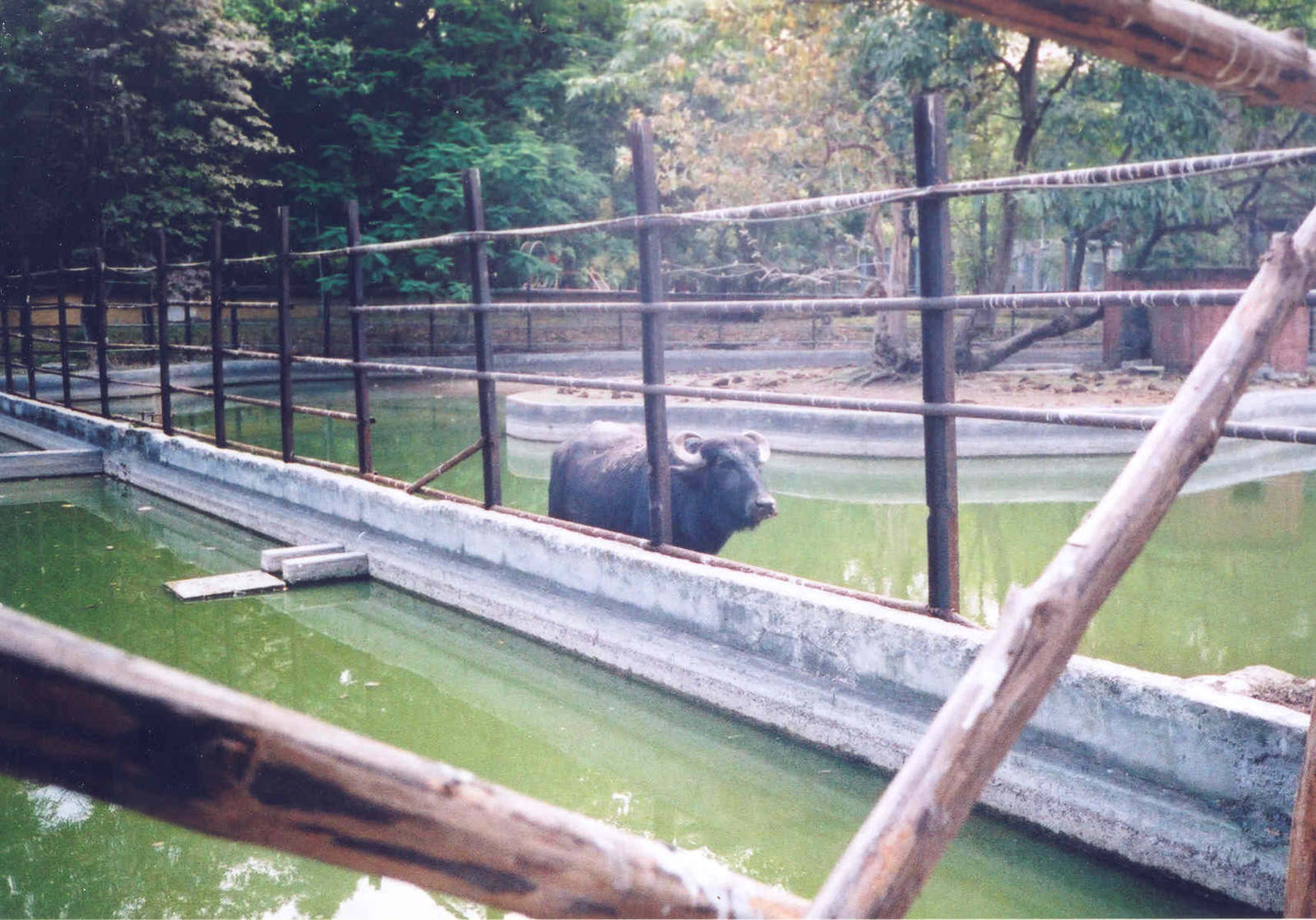 Buffalo Enclosures - Havana Zoo, Cuba 2004
