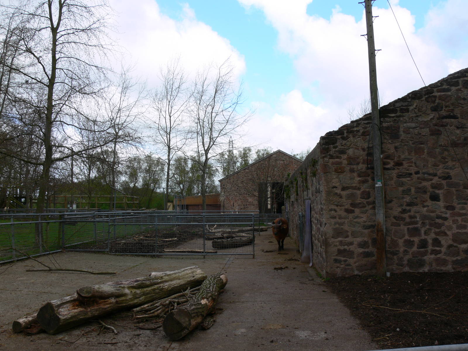 Buffalo exhibit at Chester Zoo, 14/04/14