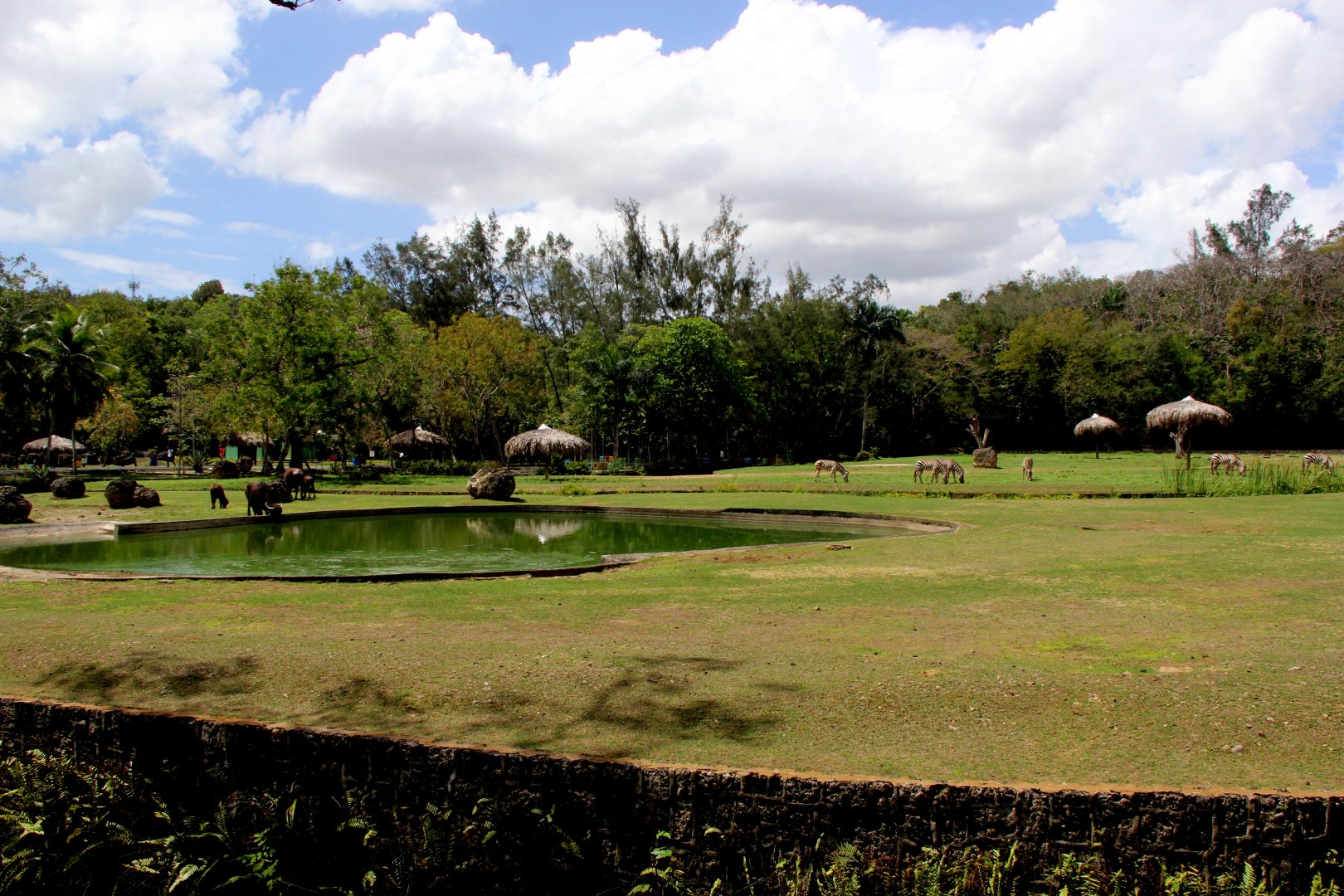 Buffalo exhibit in front of Zebra exhibit