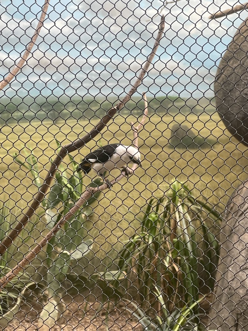 Buffalo Headed Weaver