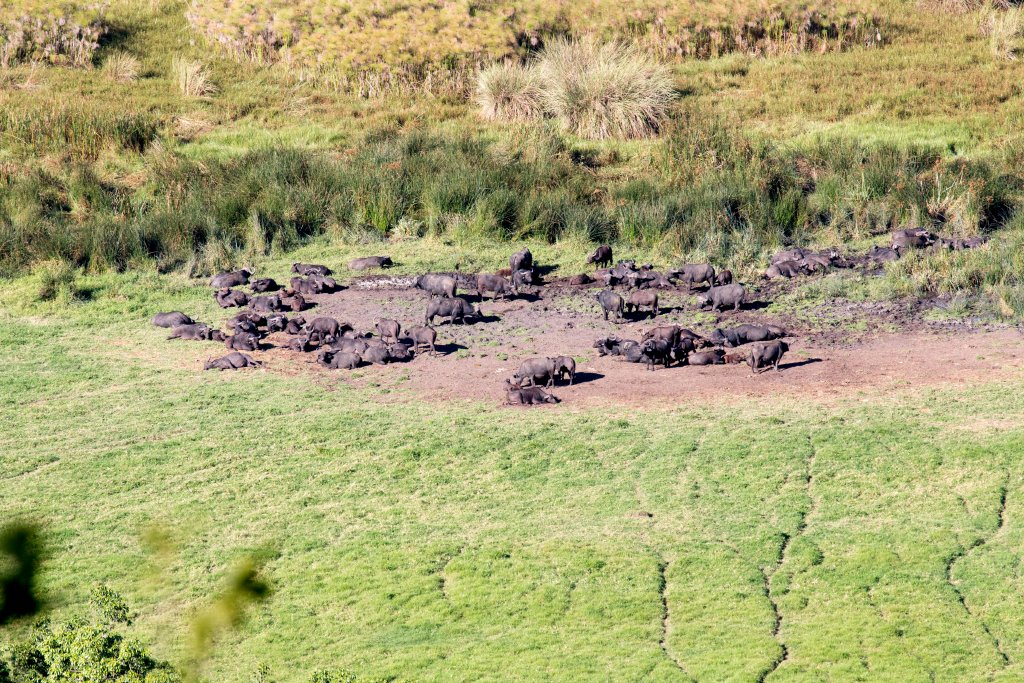 Buffalo in Ngurdoto Crater