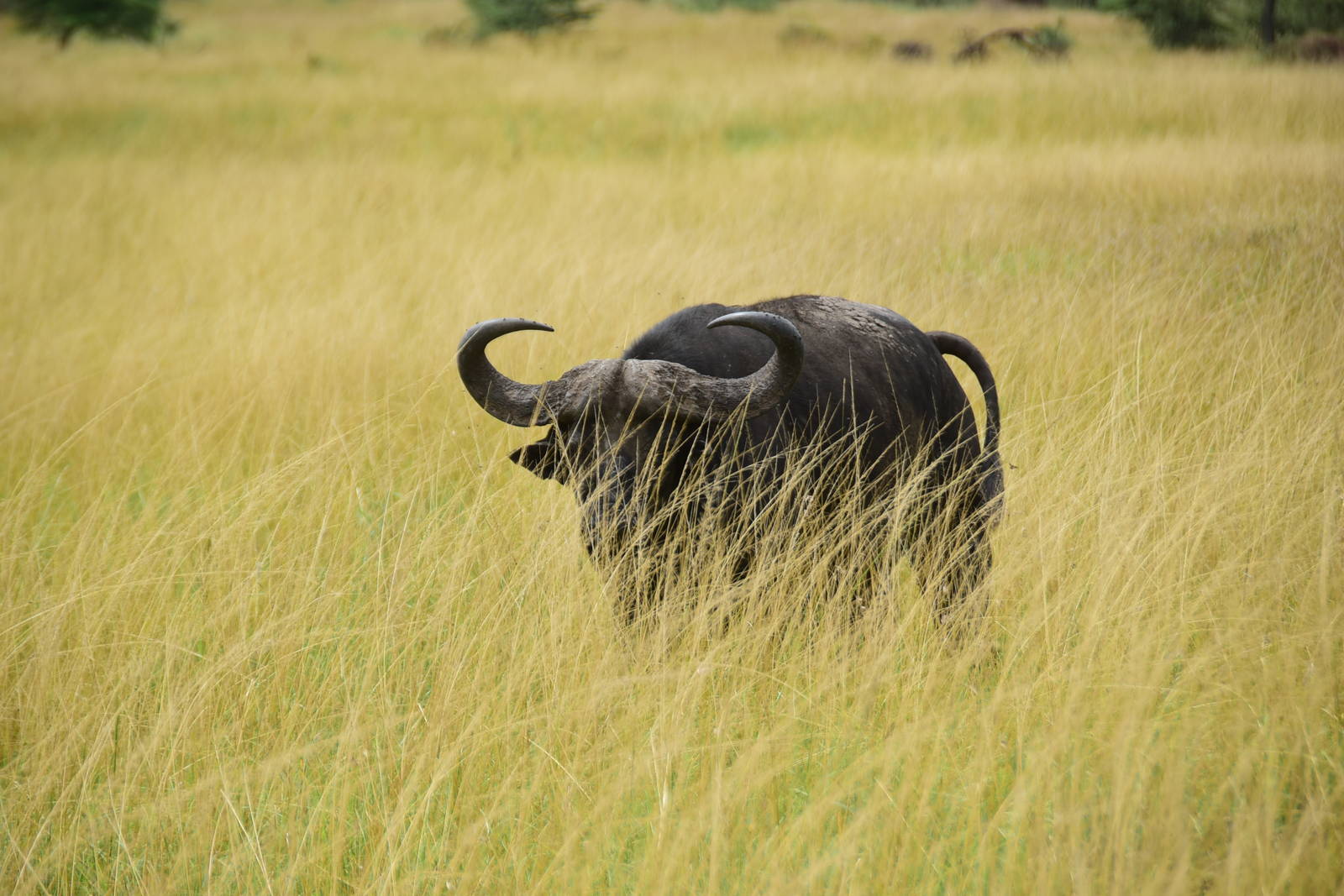 Buffalo in the Grass - Masai Mara