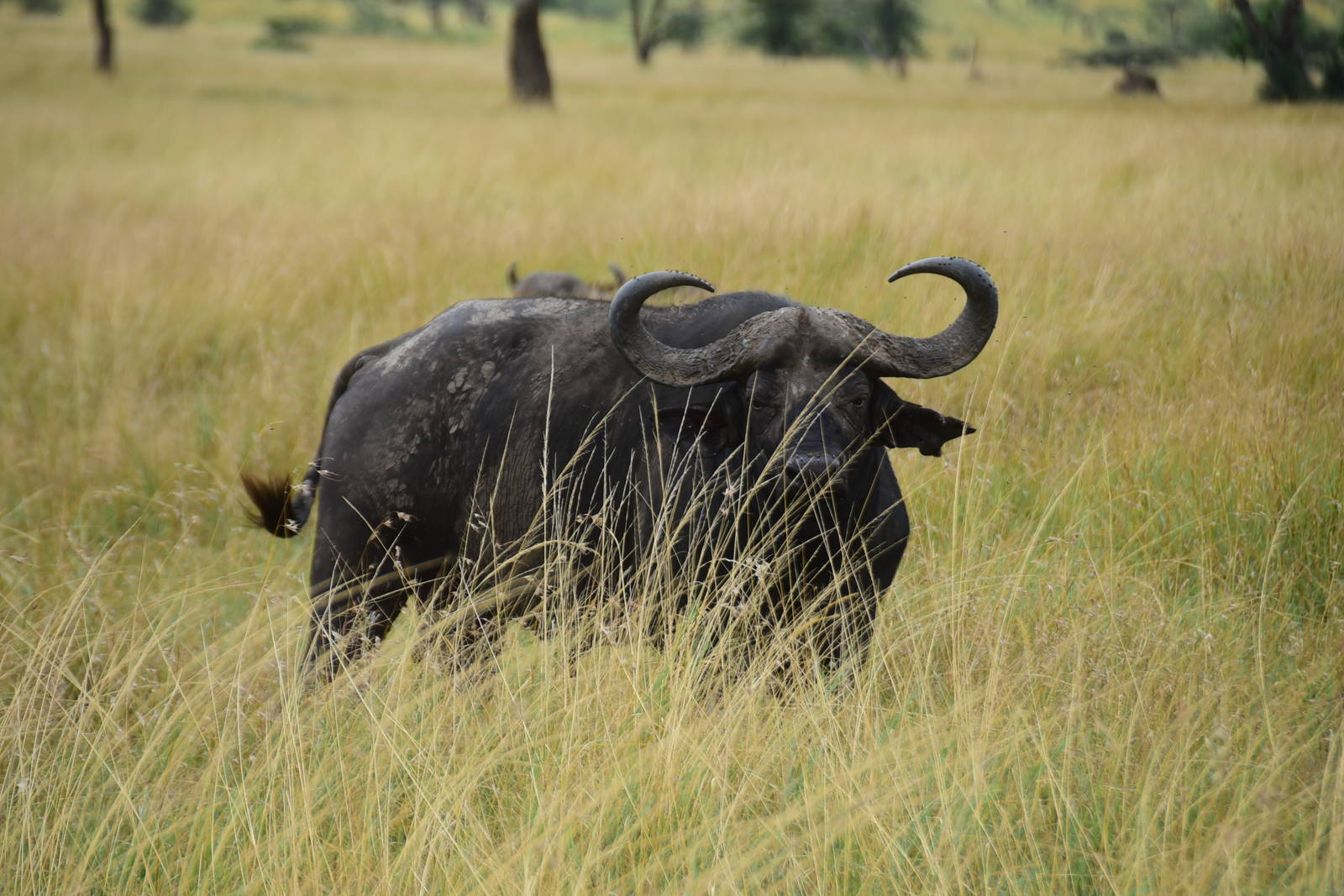 Buffalo in the Grass - Masai Mara