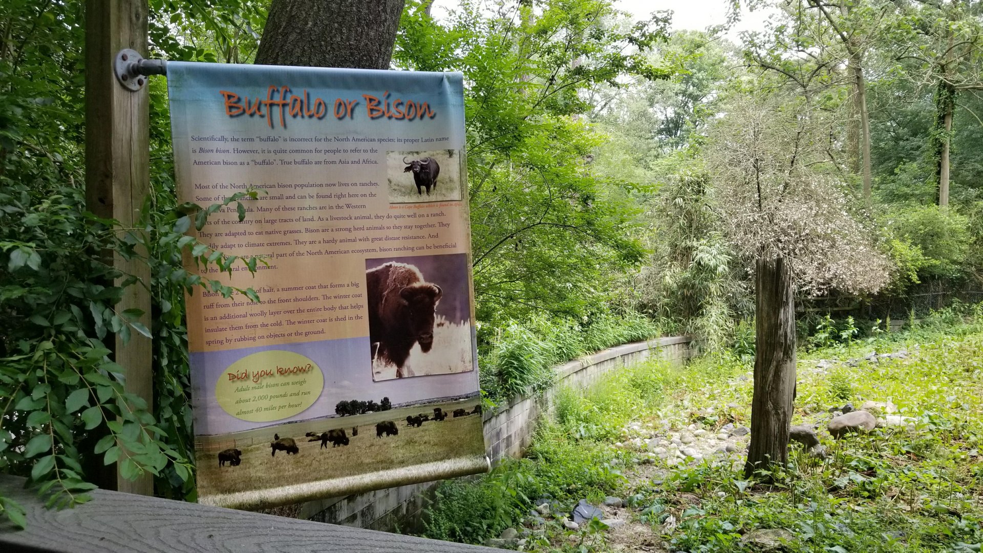 Buffalo or bison sign