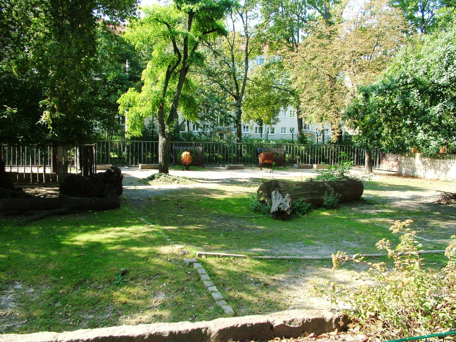 Buffalo Paddock at Dresden, 29/08/12