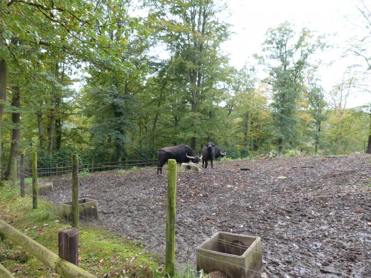 buffalo paddock - Parc animalier de Bouillon