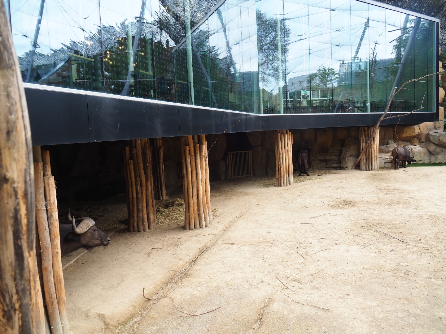 Buffalo shelter under the Savanna restaurant, 2018