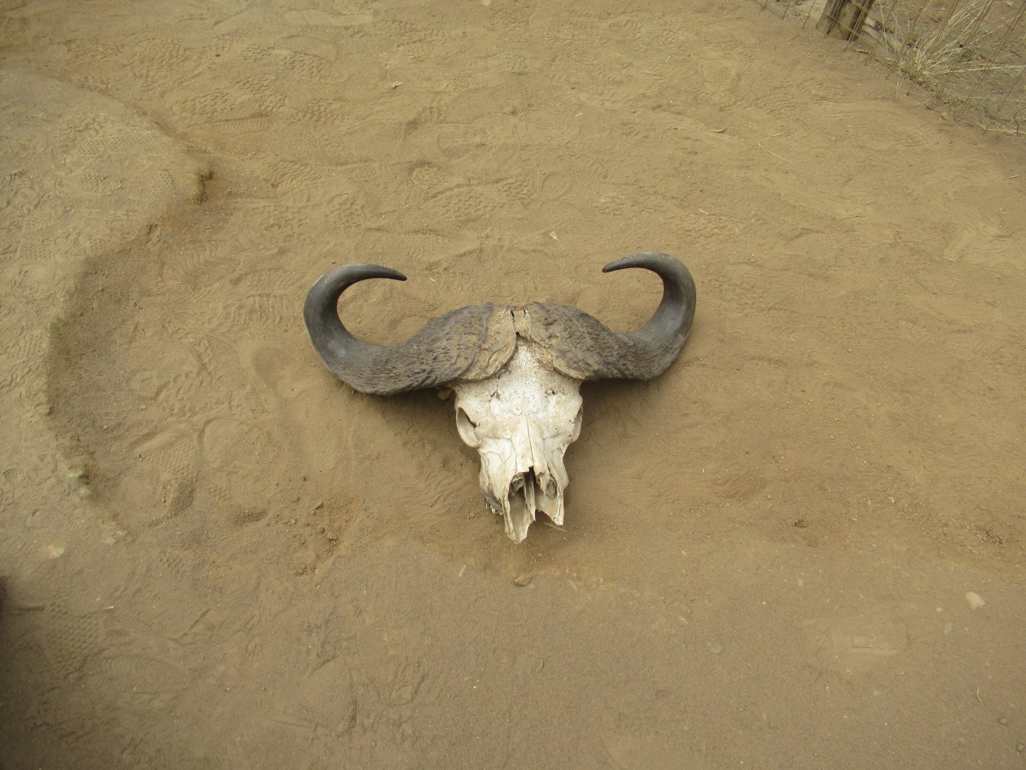 Buffalo skull