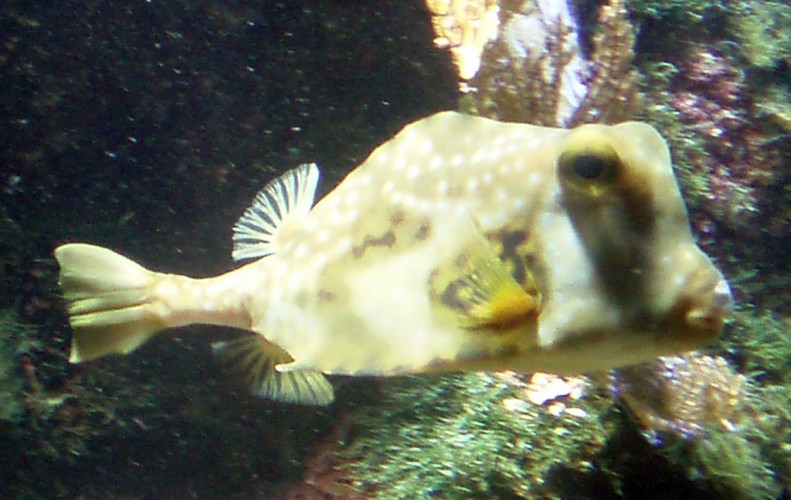 Buffalo Trunkfish (Lactophrys trigonus)