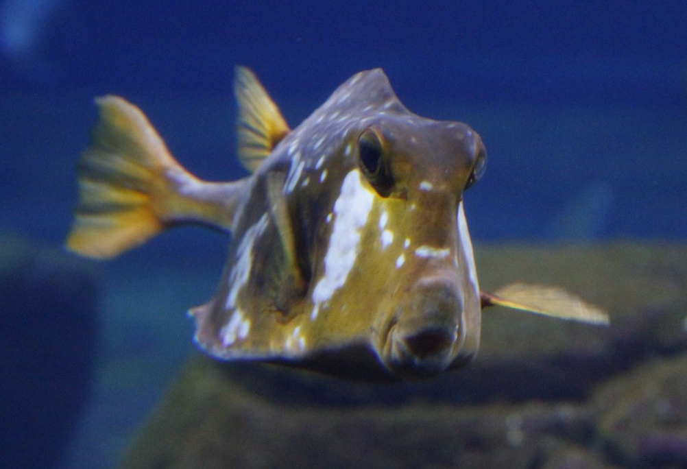Buffalo trunkfish (Lactophrys trigonus)