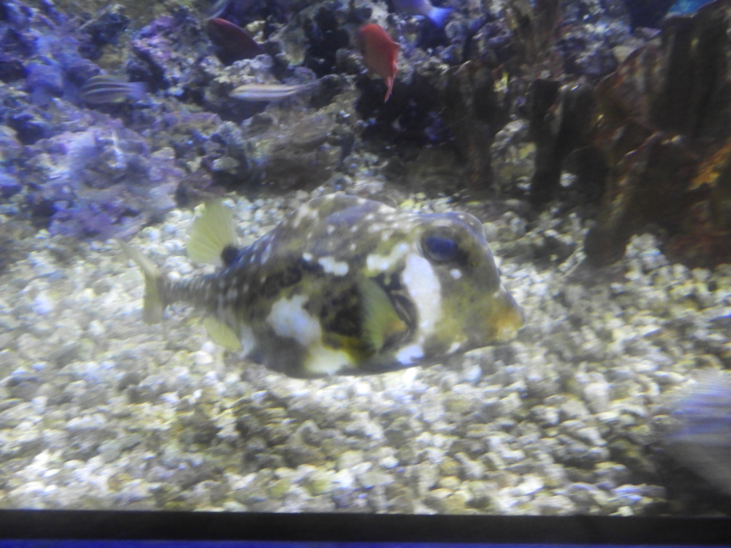 Buffalo Trunkfish (Lactophrys trigonus)