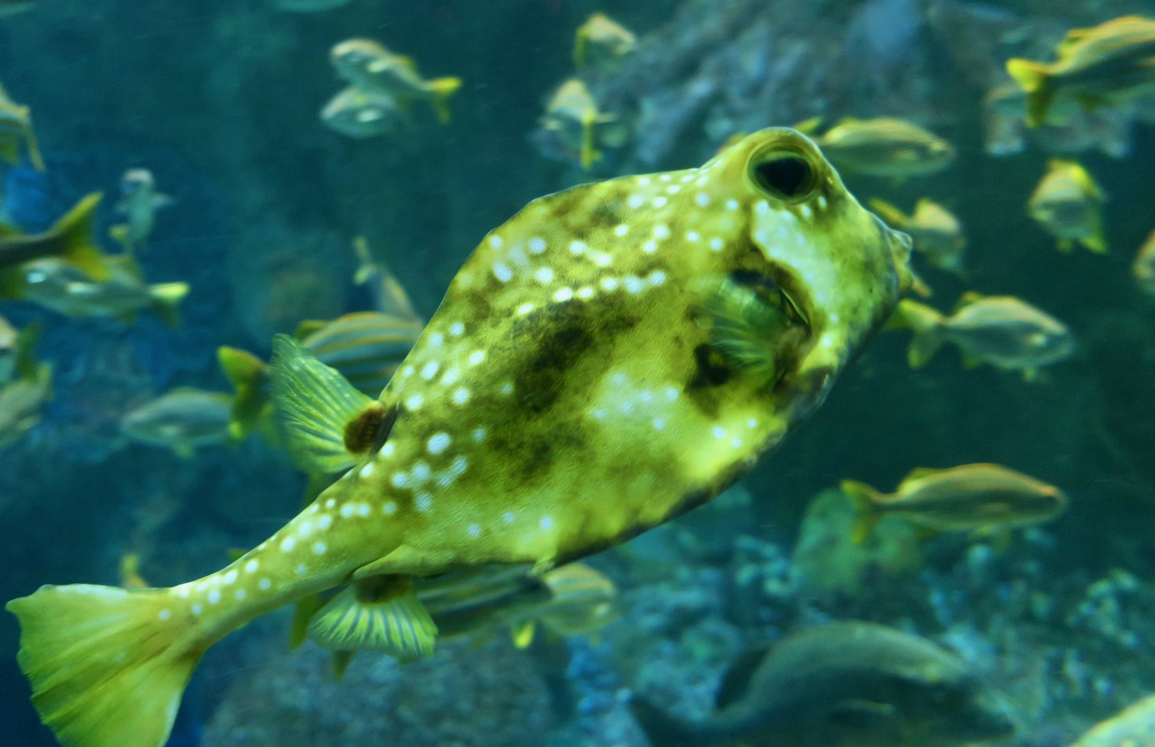 Buffalo Trunkfish (Lactophrys trigonus)