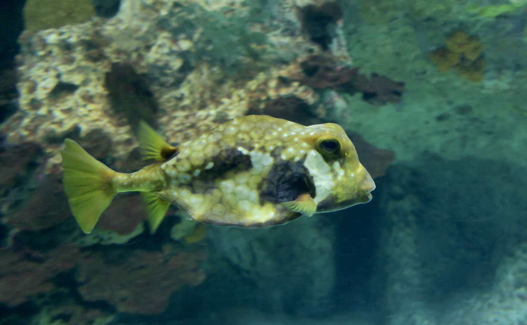 Buffalo Trunkfish (Lactophrys trigonus)