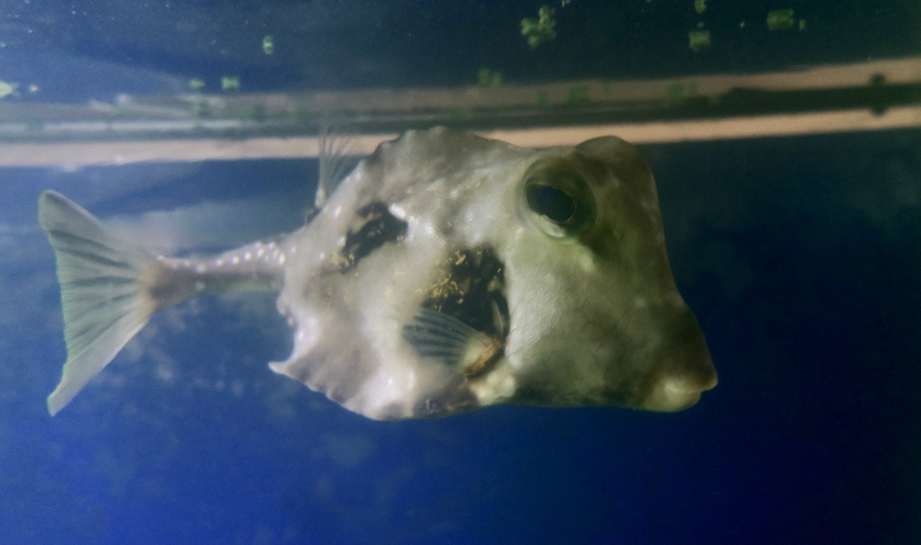 Buffalo Trunkfish (Lactophrys trigonus)