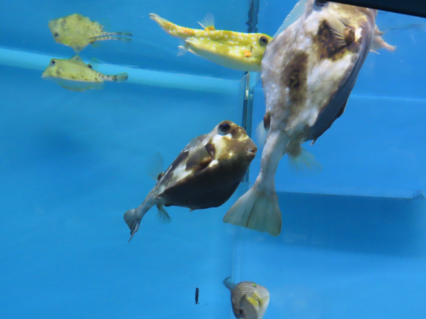Buffalo Trunkfish (Lactophrys trigonus)