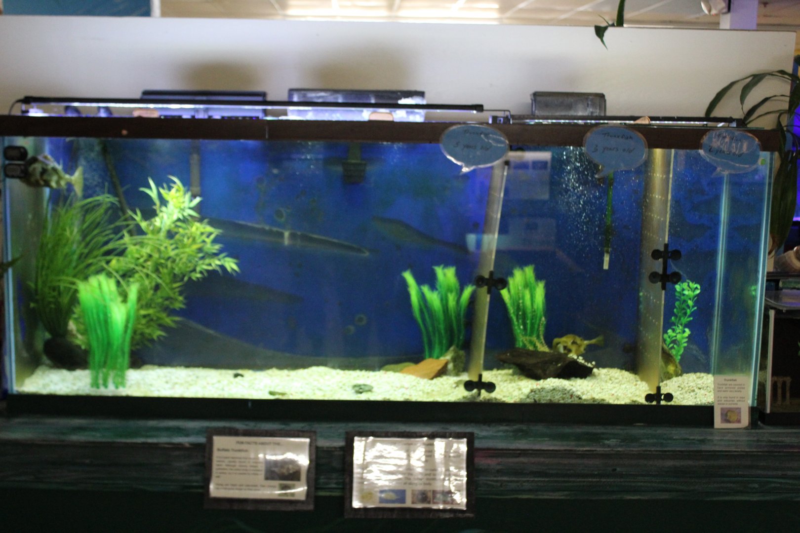 Buffalo Trunkfish Tank