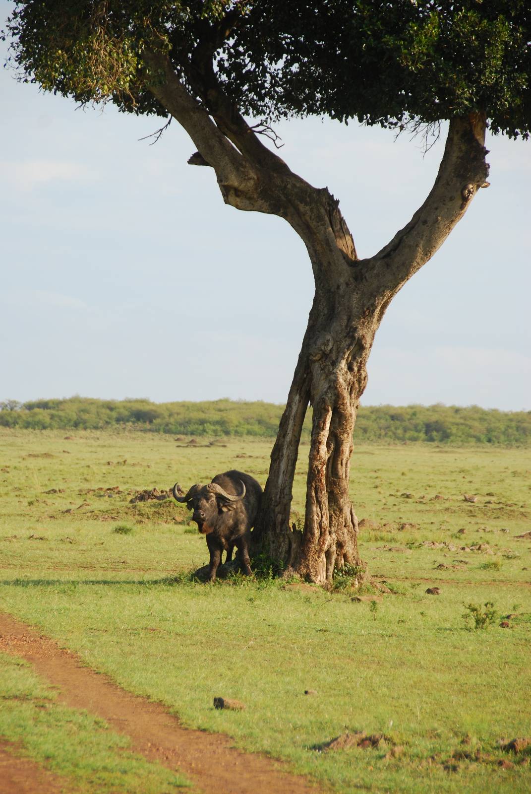 Buffalo Under Tree - Masai Mara NR