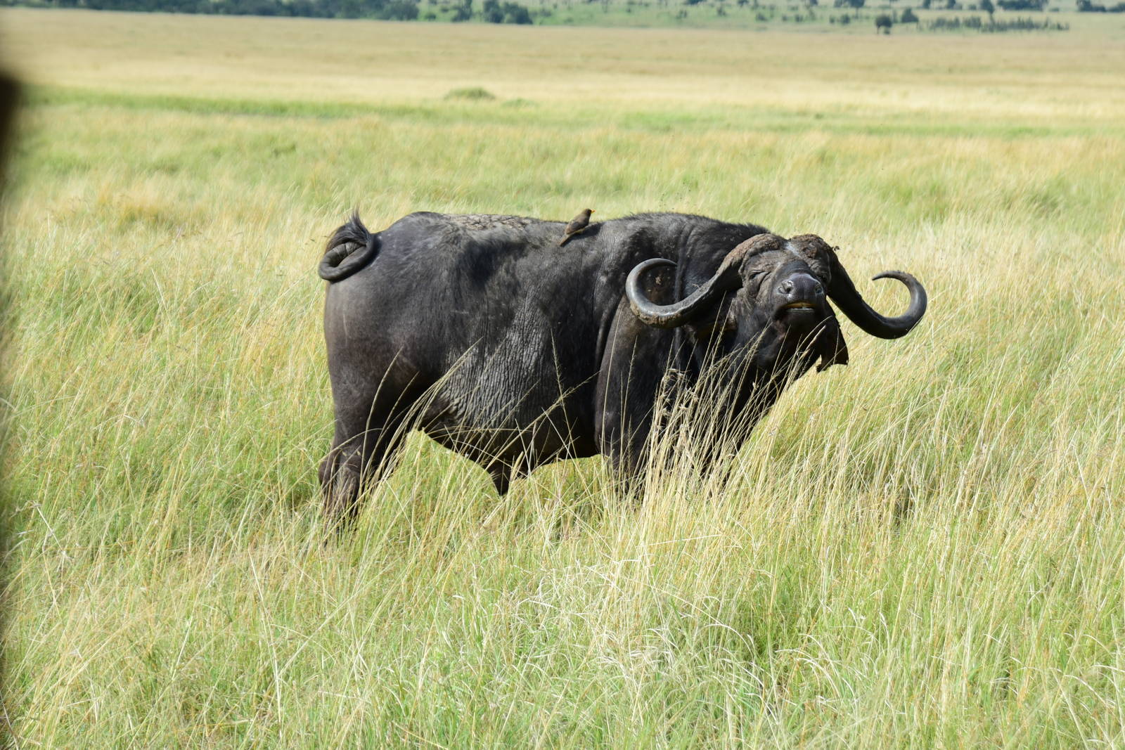 Buffalo with Oxpeckers - Masai Mara