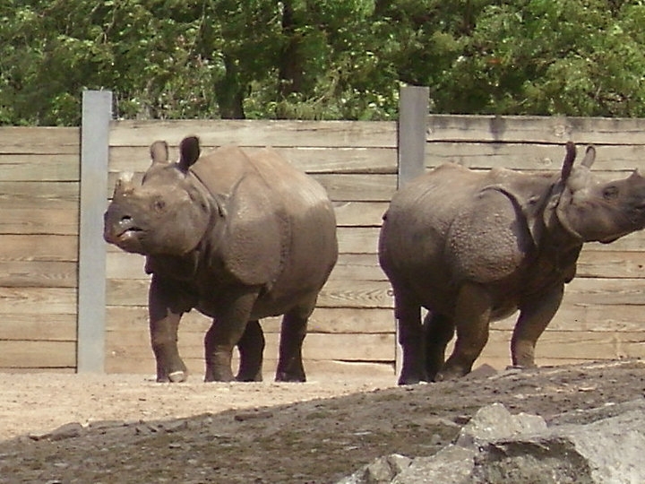Buffalo Zoo-Indian Rhinos
