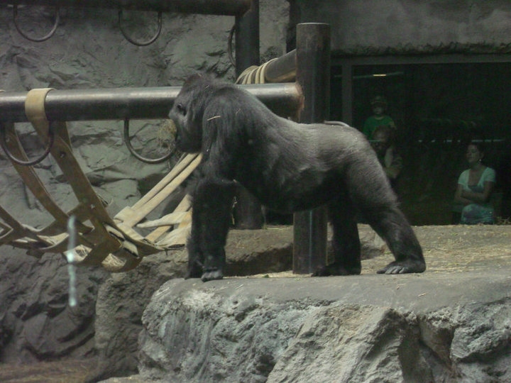 Buffalo Zoo- Lowland Gorilla