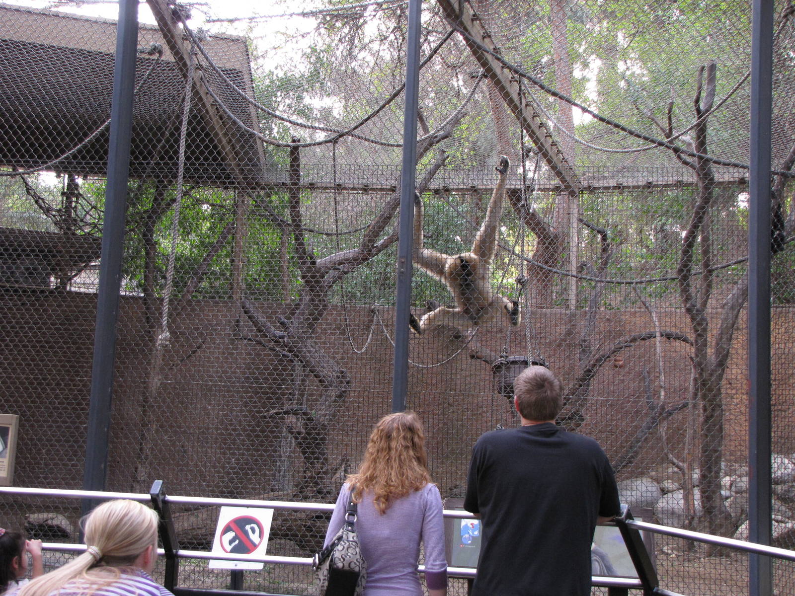 Buffed-cheeked Gibbon Exhibit 1-15-2010