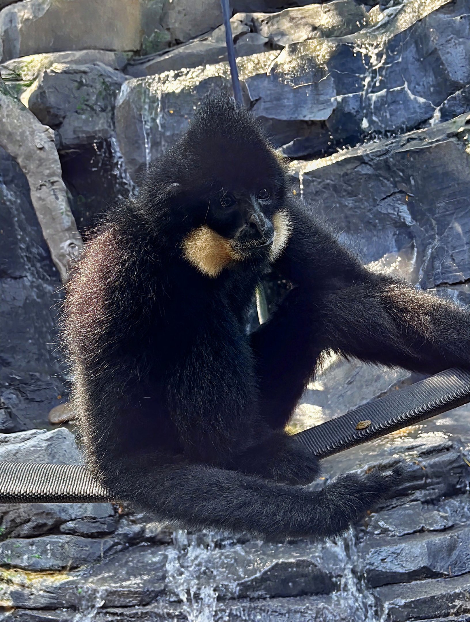 Buffed-Cheeked Gibbon-Omaha's Henry Doorly Zoo
