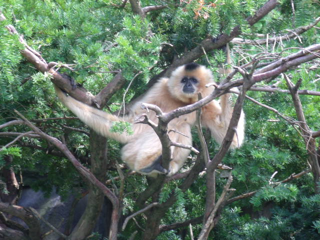 Buffed-Cheeked Gibbon