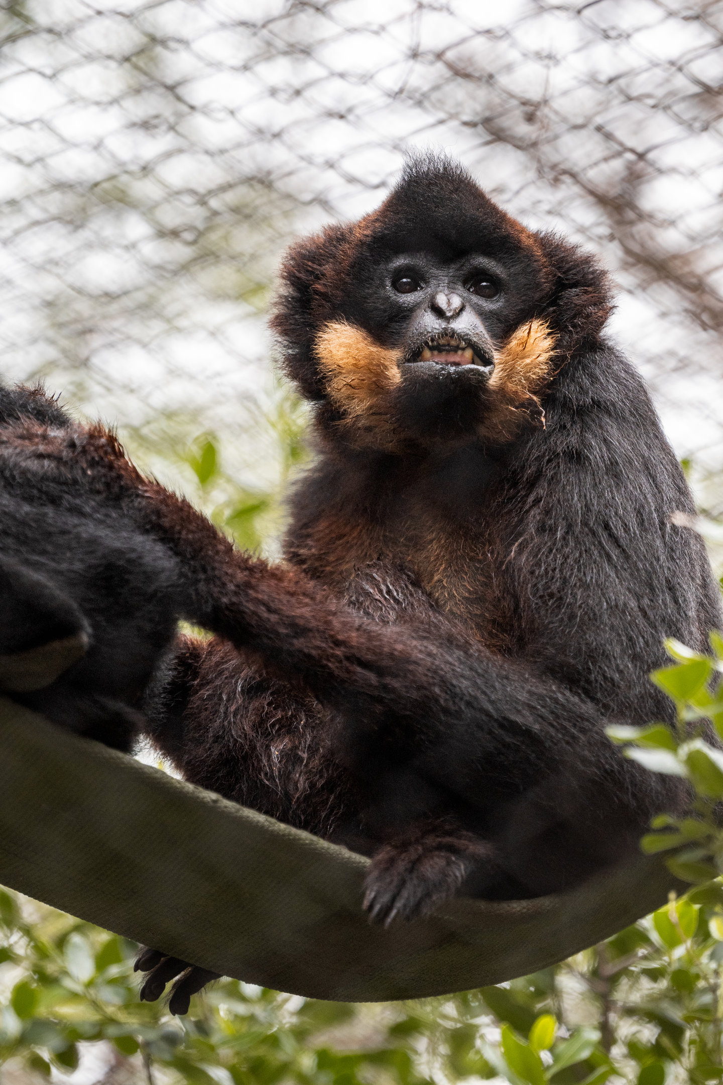 Buffed Cheeked Gibbon