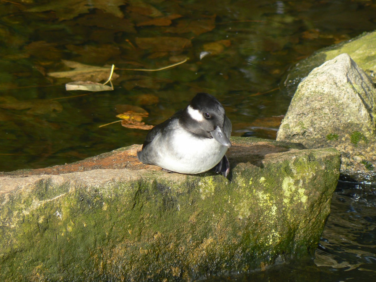 Bufflehead - 14 October 2017