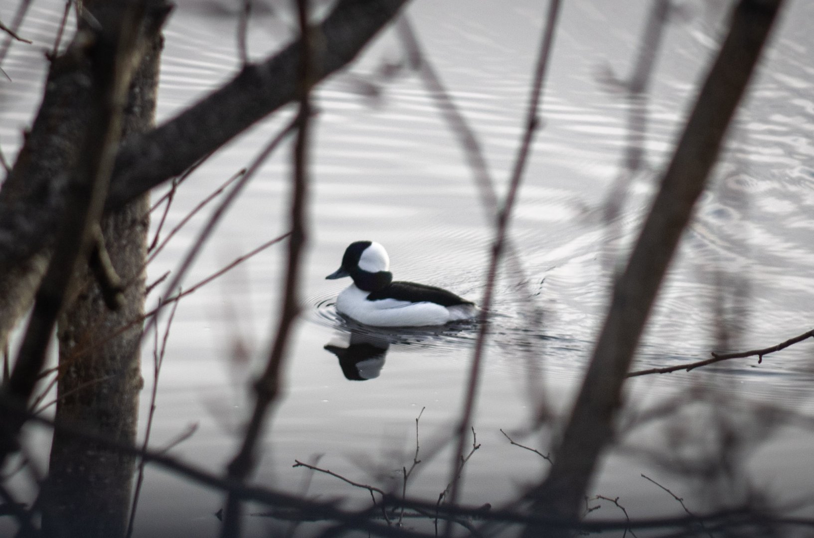 Bufflehead - Alaska