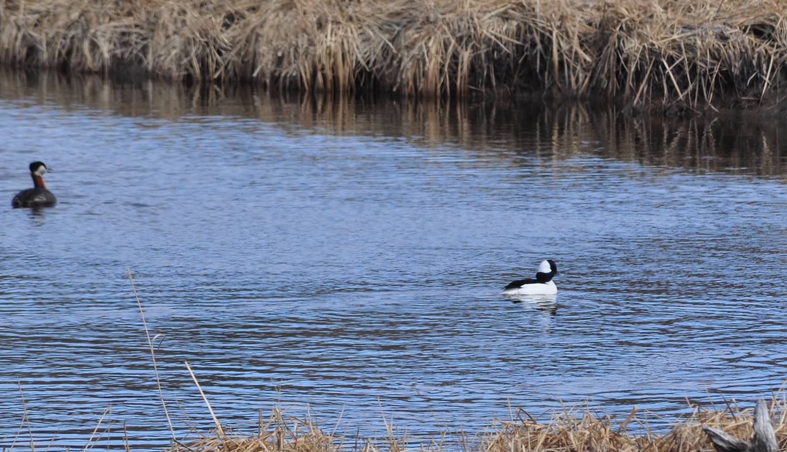 Bufflehead and Red-necked Grebe - Alaska (Potter Marsh)