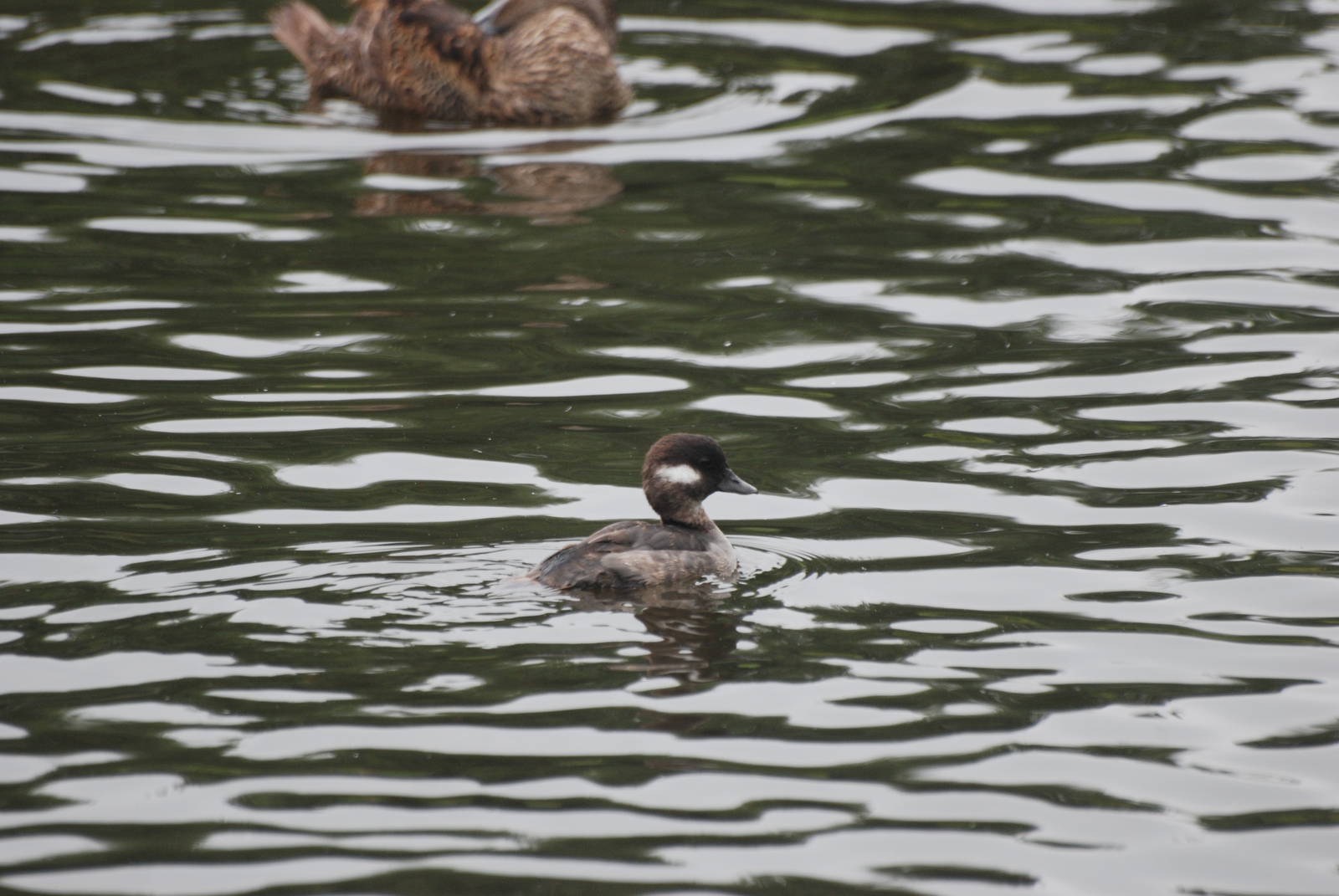 Bufflehead at Llanelli WWT, 31/07/11