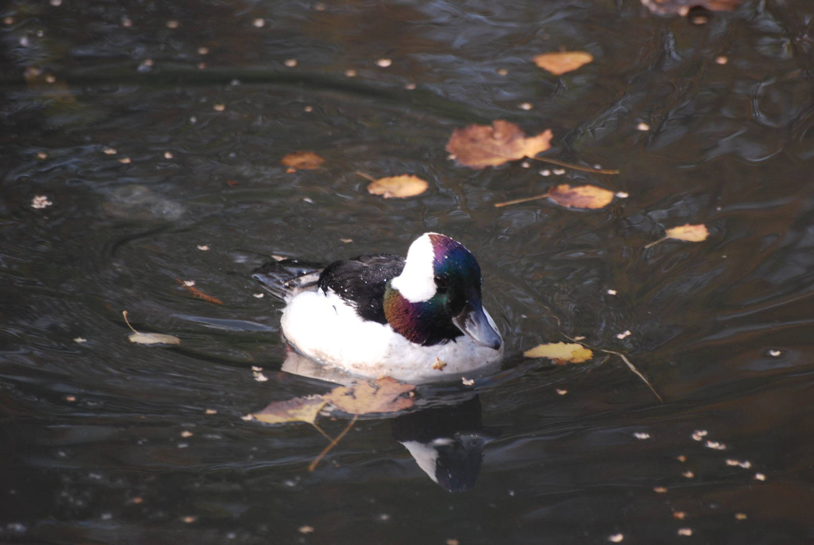 Bufflehead at London WWT (Barnes), 15/11/11