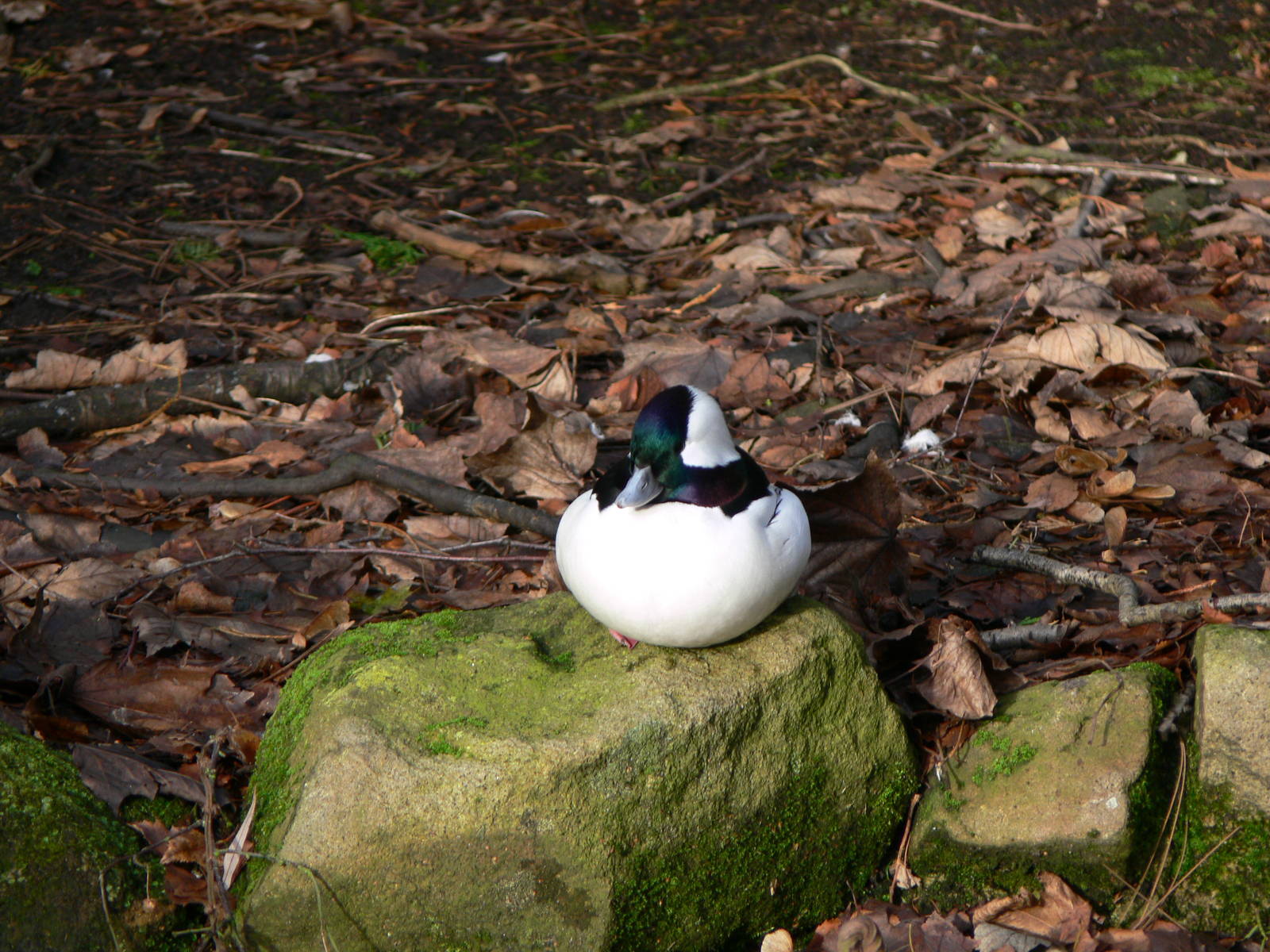Bufflehead at Martin Mere WWT 08/12/12