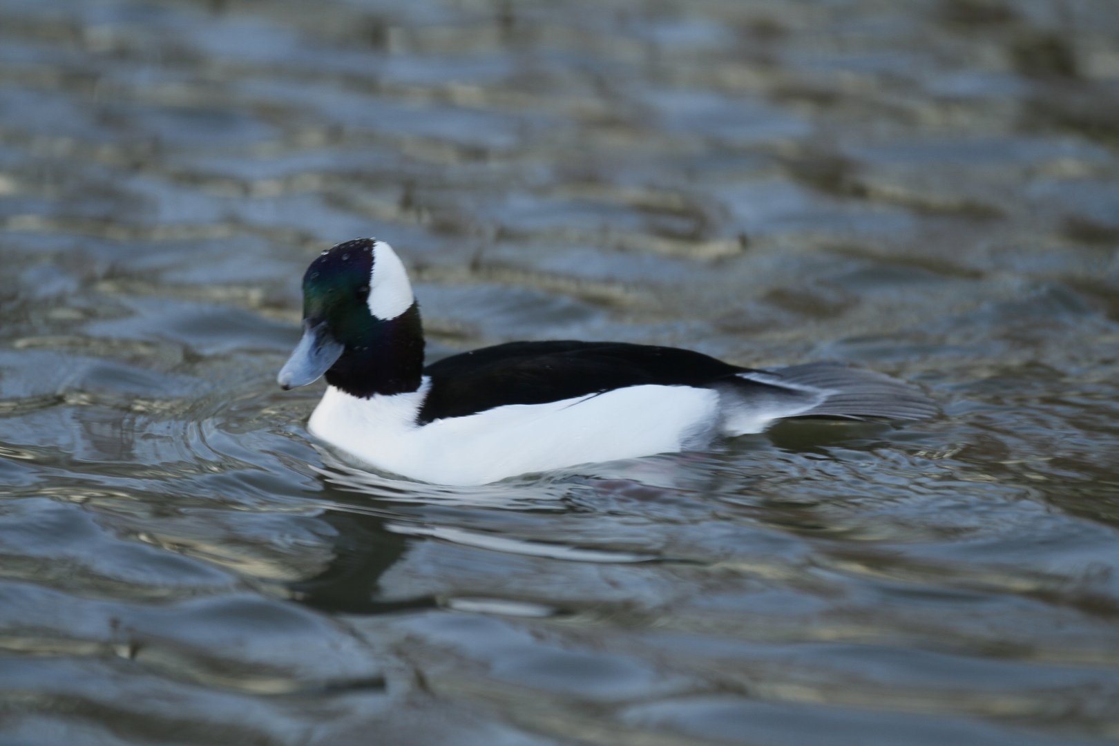 Bufflehead (Bucephala albeola)