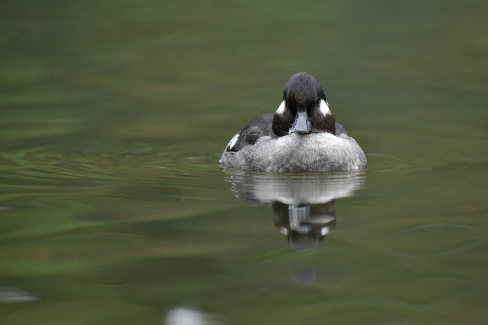 Bufflehead (Bucephala albeola)