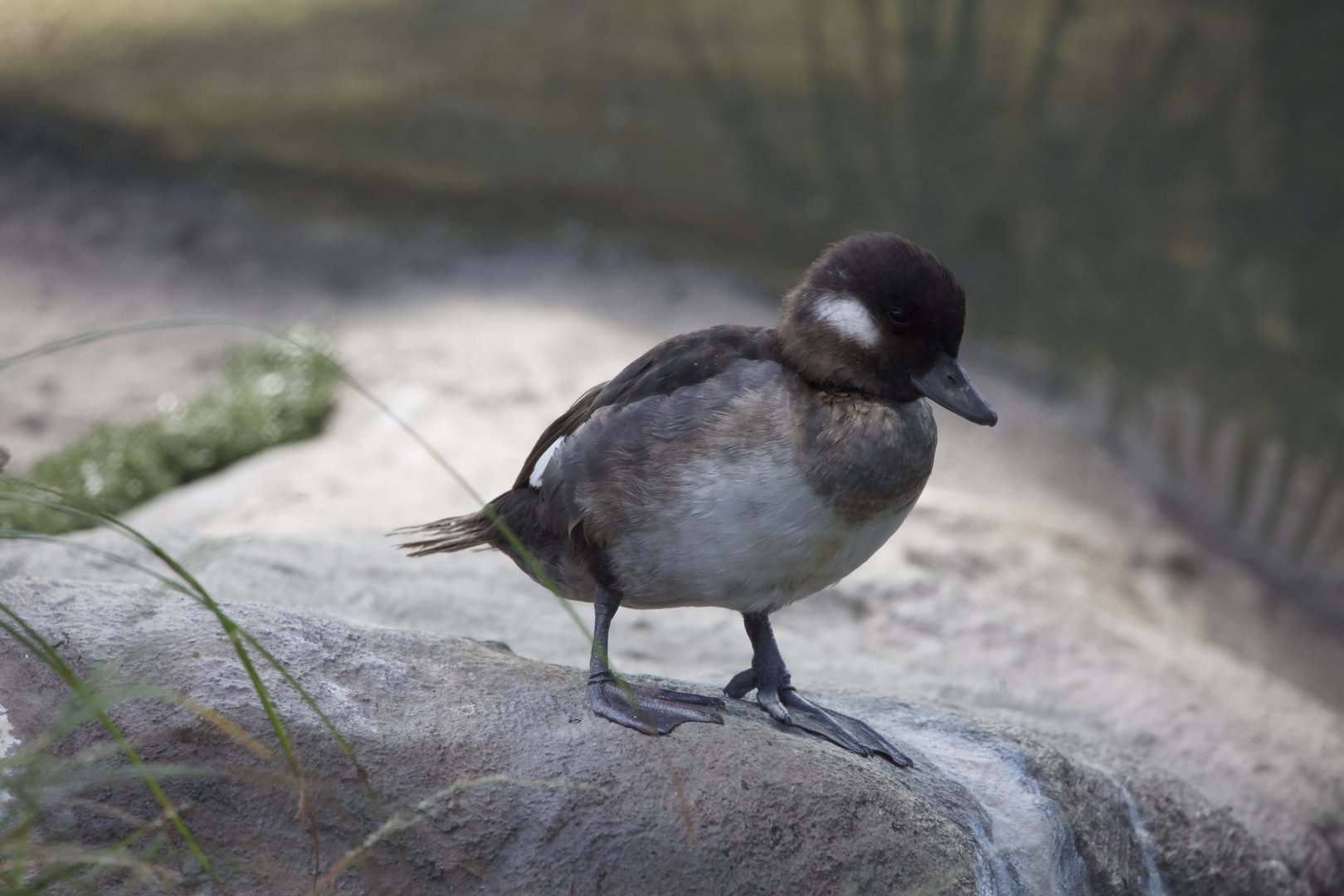 Bufflehead/ Bucephala albeola