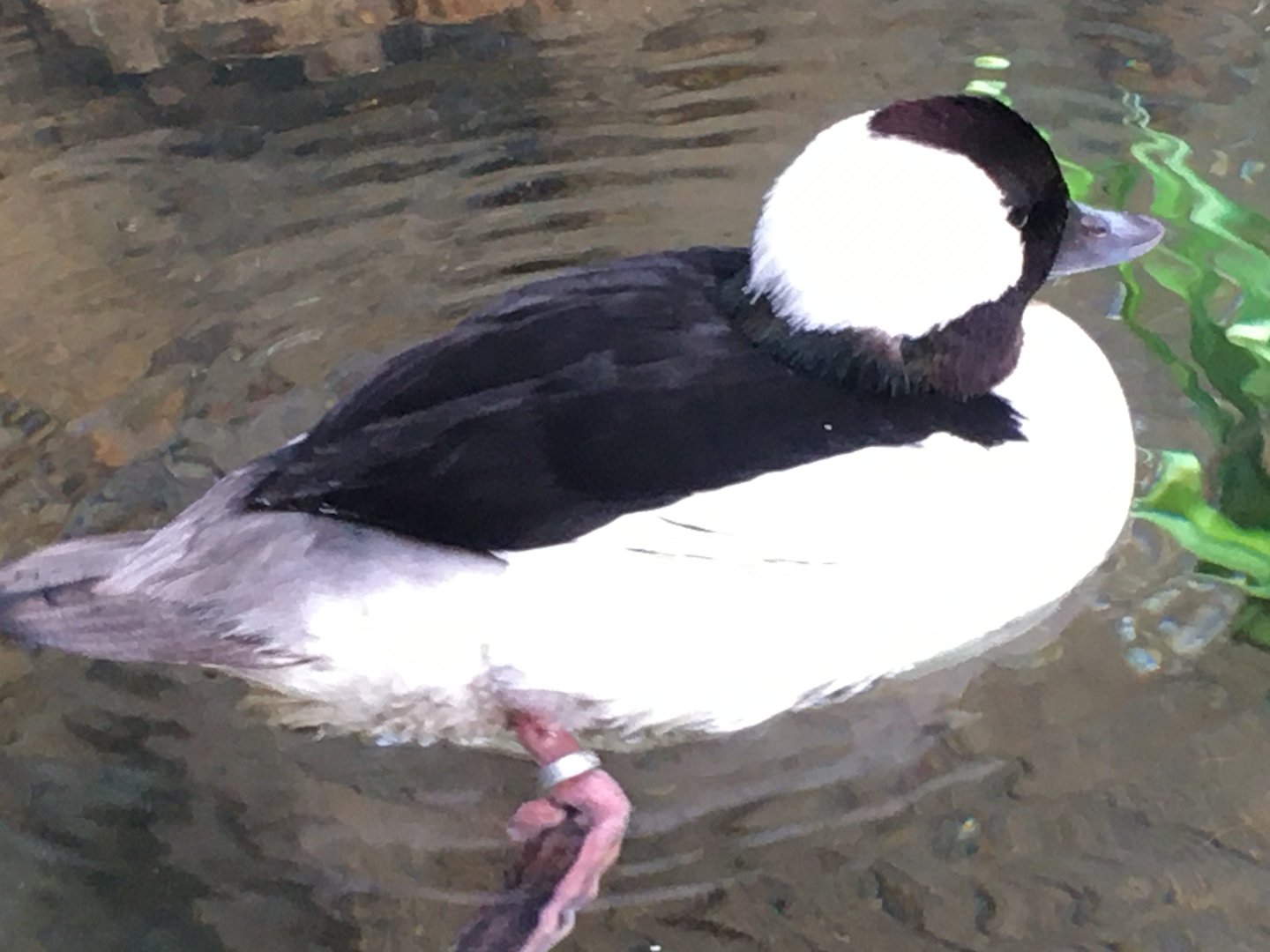 Bufflehead (Bucephala albeola)