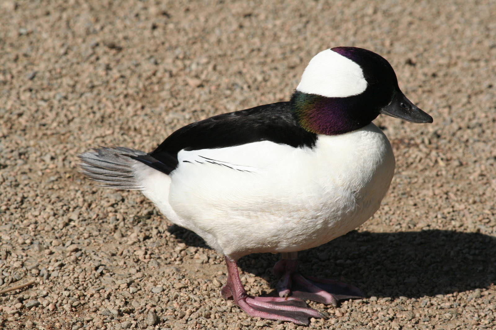 Bufflehead  Castle Espie WWT 08