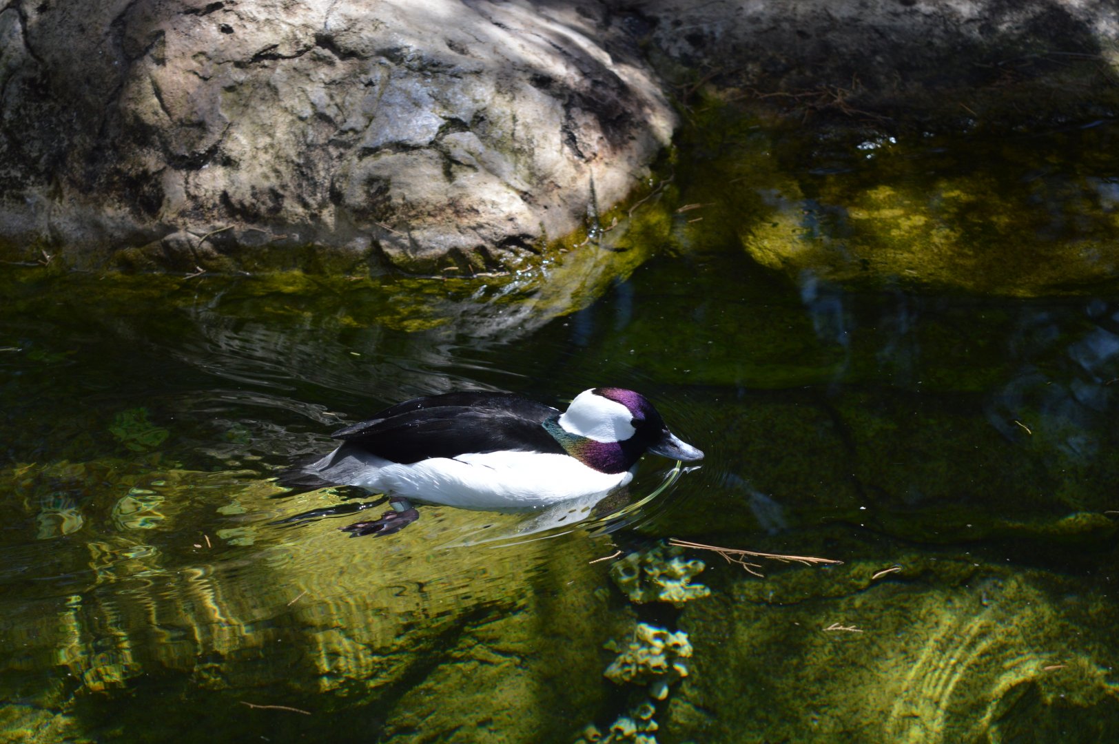 Bufflehead Duck