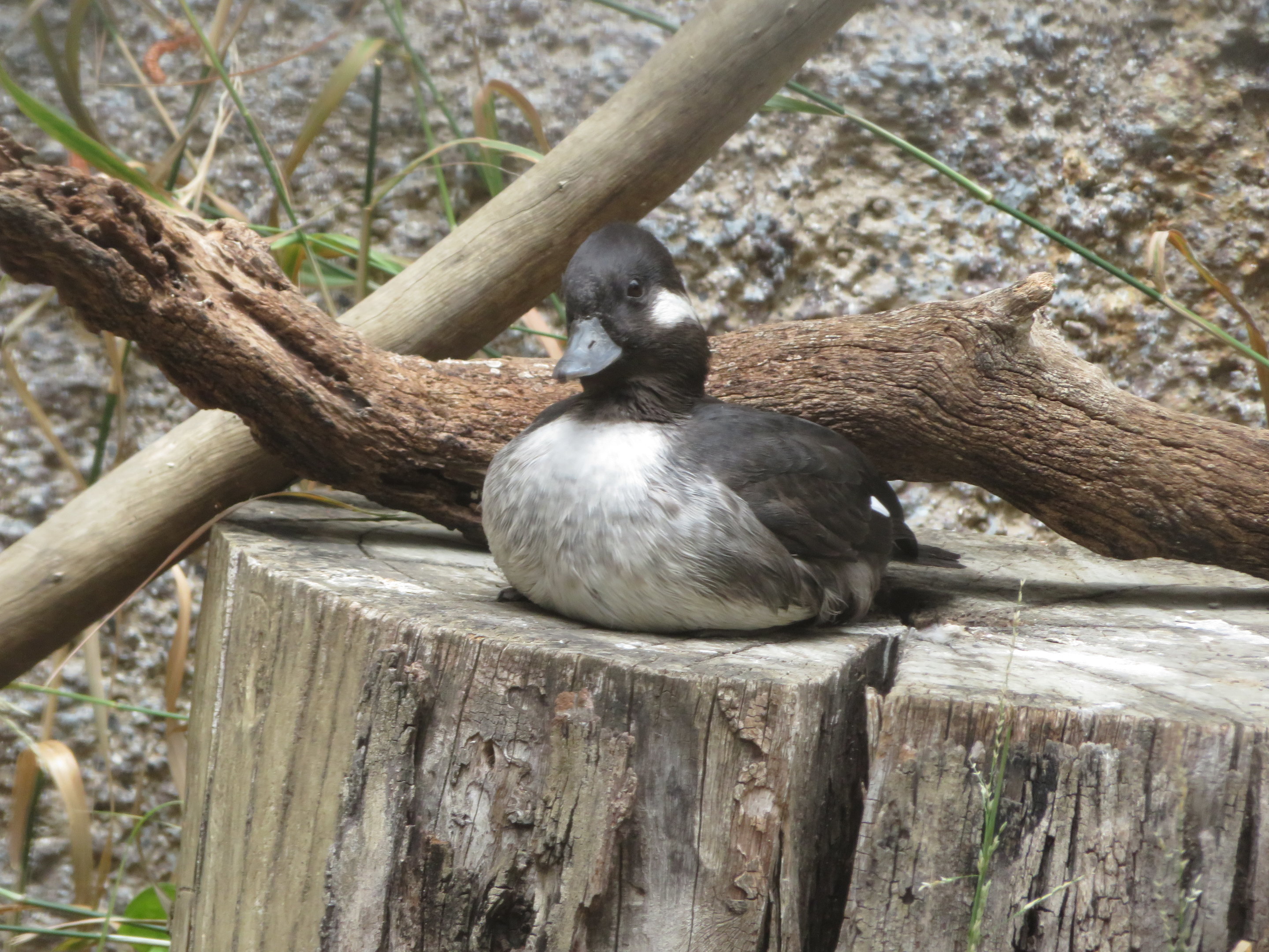 Bufflehead (female)