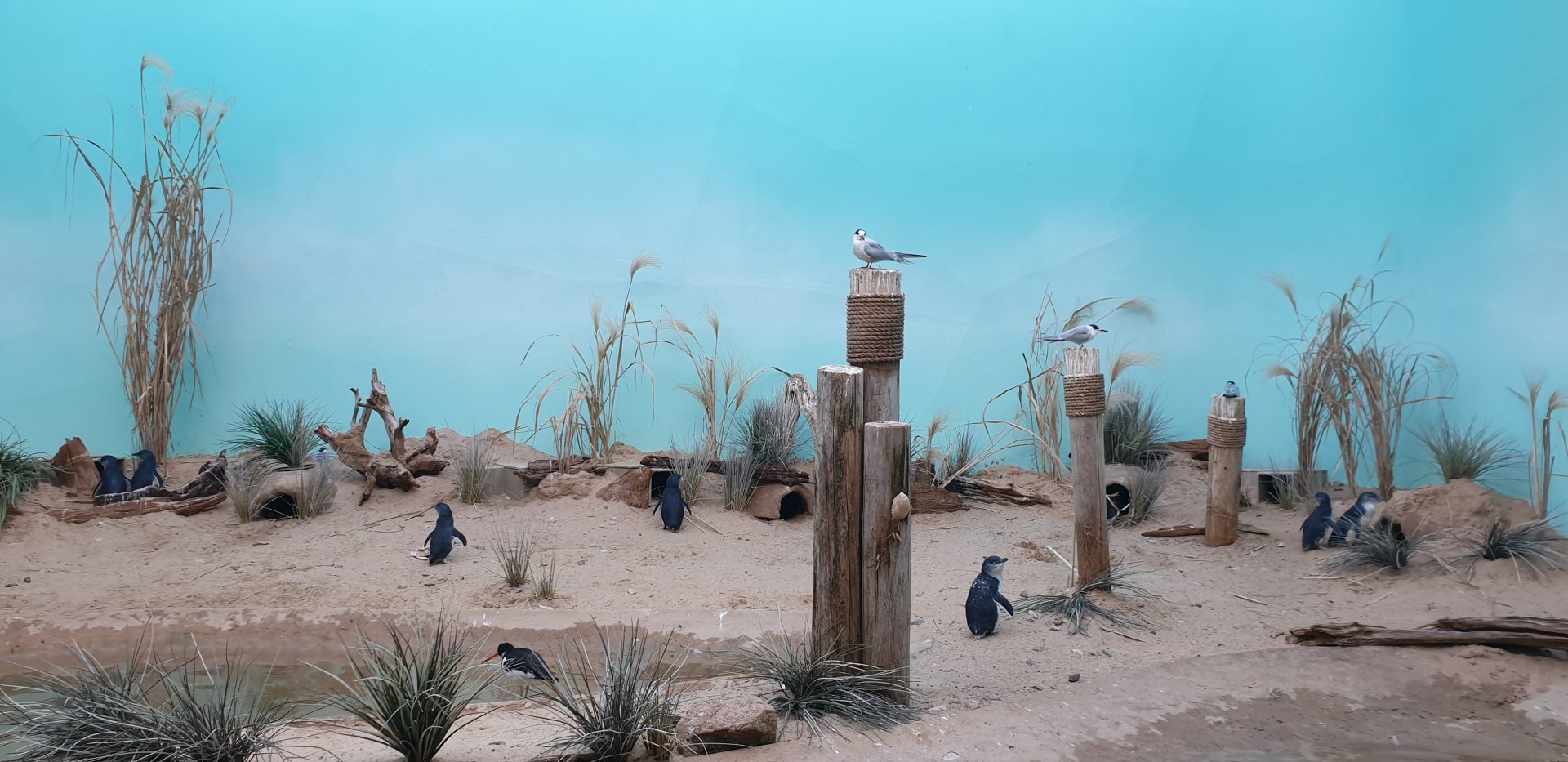 Bufflehead, Little penguin, Forster's tern, Aquatic bird house