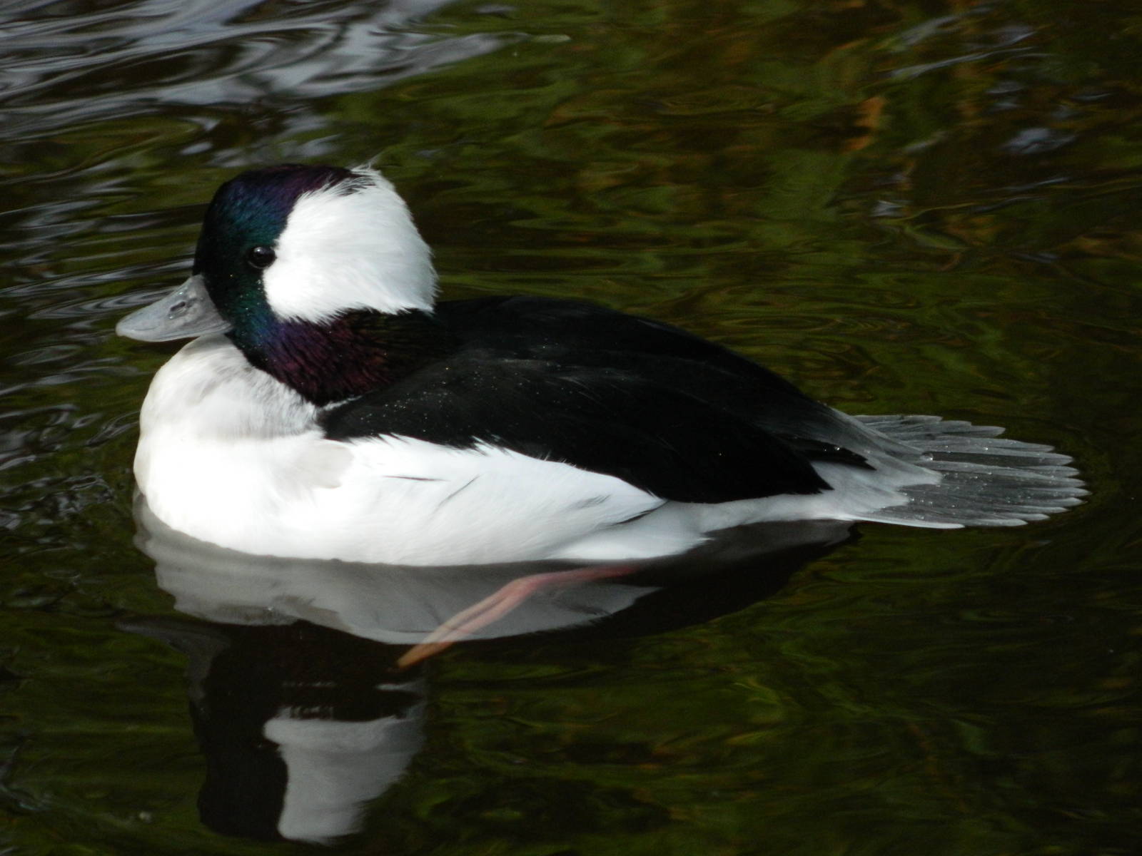 Bufflehead (male)