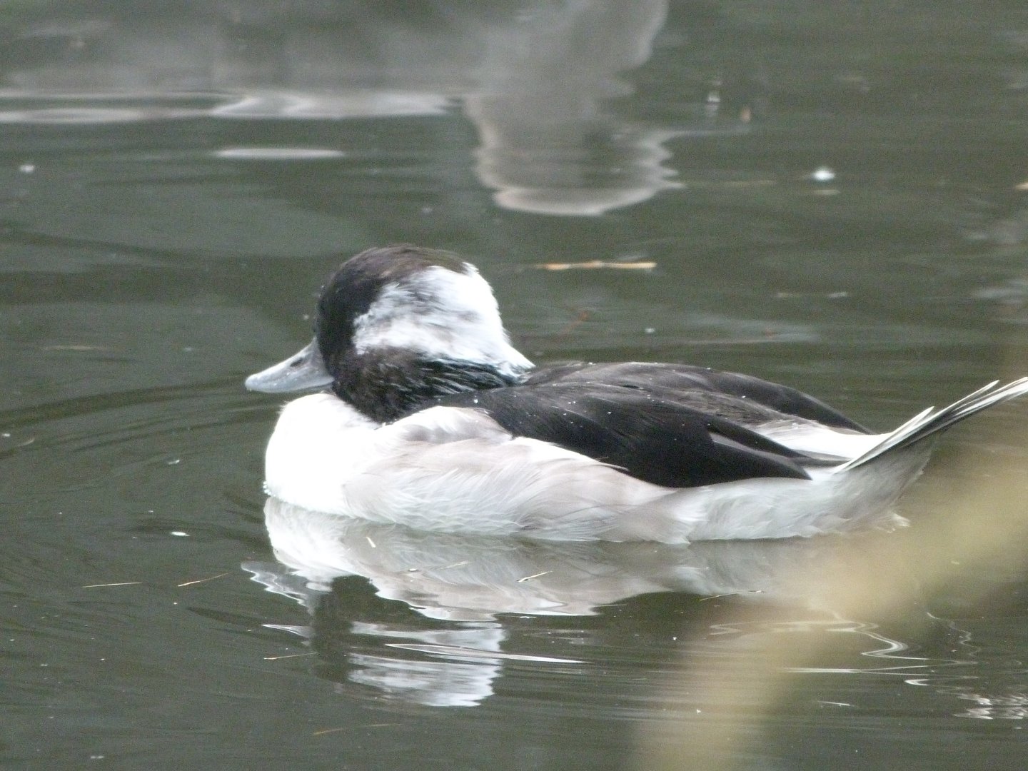 Bufflehead -Tierpark Berlin (2024)
