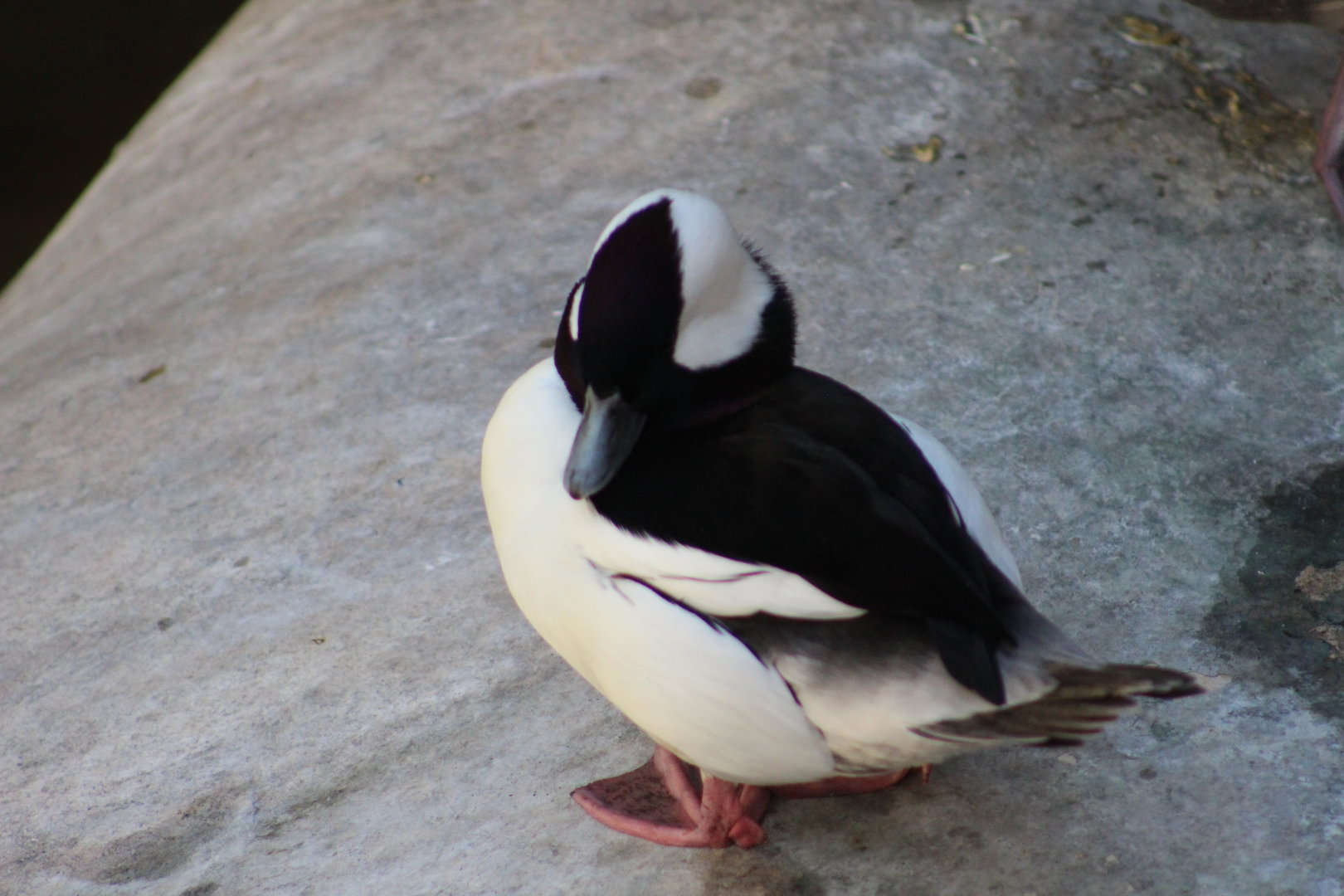 Bufflehead? - Wild Texas!