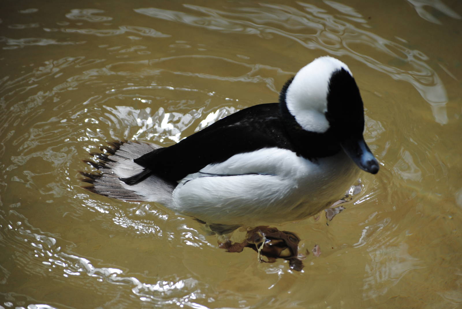 Bufflehead