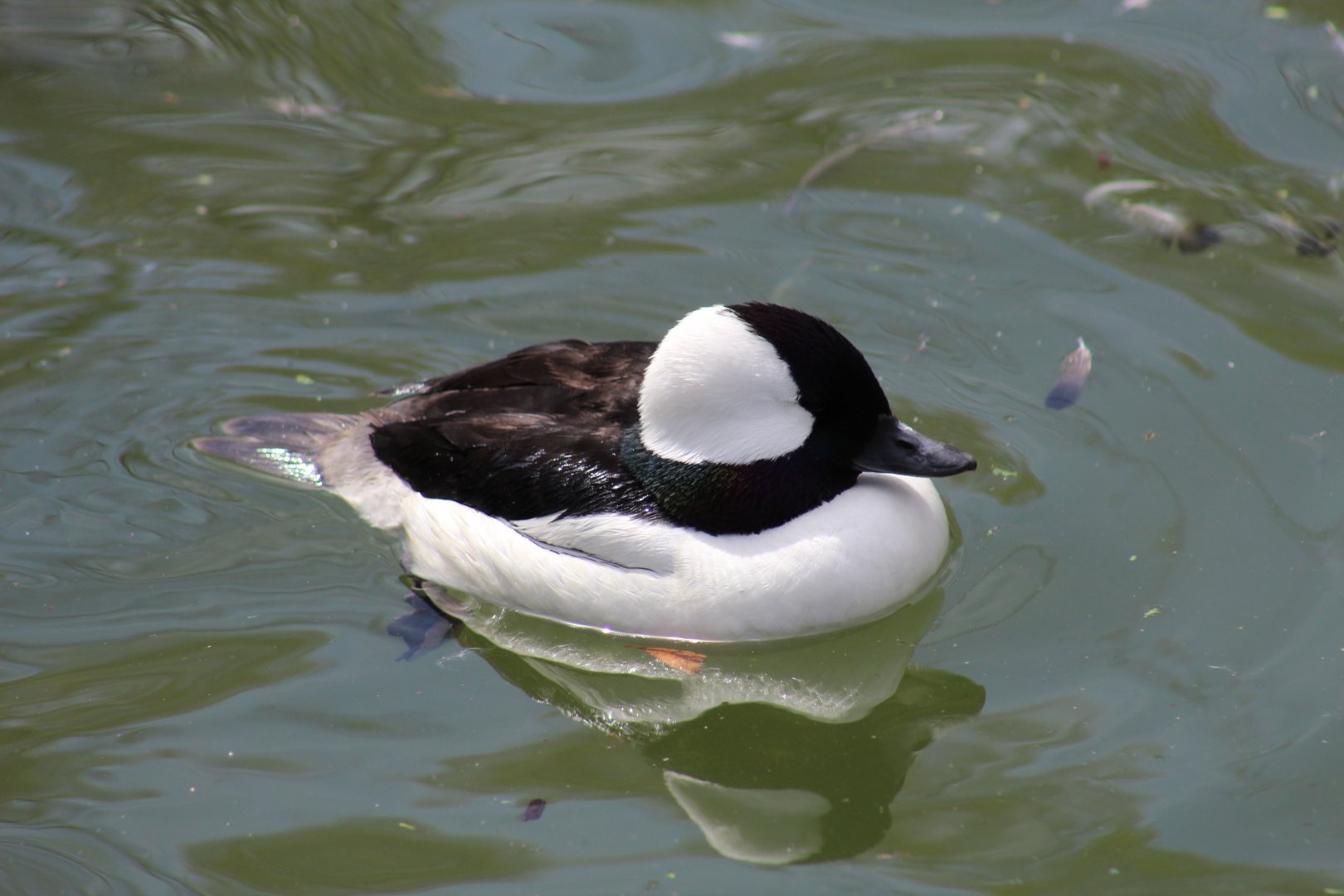 Bufflehead